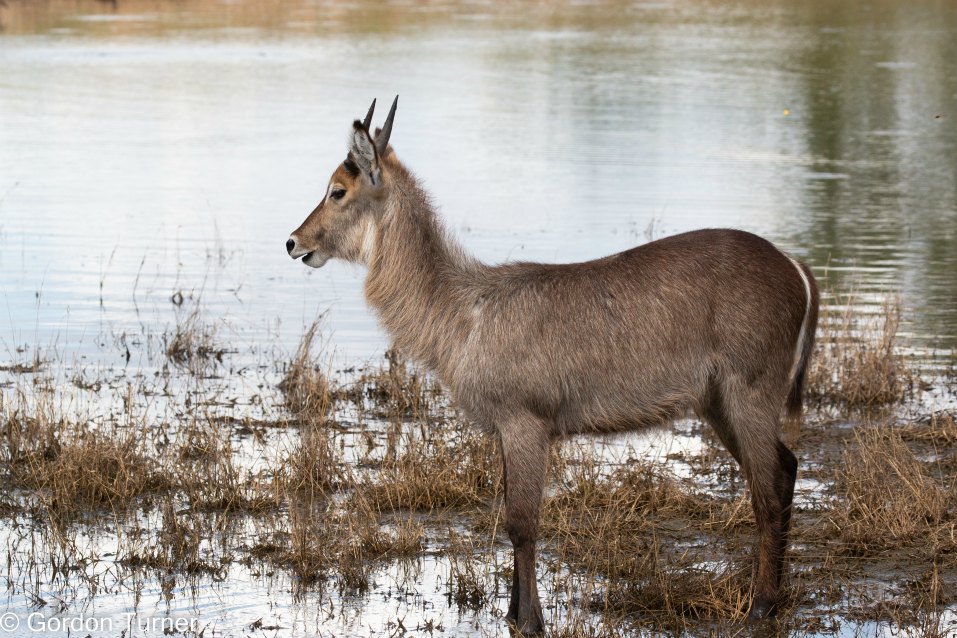 <h2>The Best of South Africa Escorted 2023</h2> 14 Nights | 6 Rounds | March 11 - 25